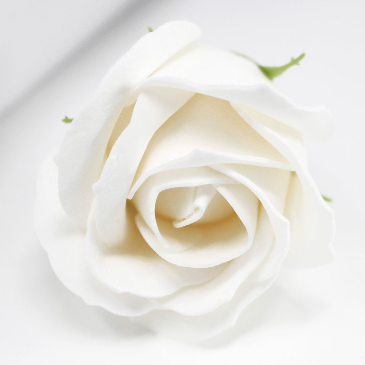 Rose Savon Blanche (petite)
