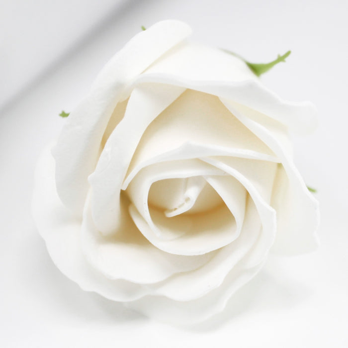 Rose Savon Blanche (petite)