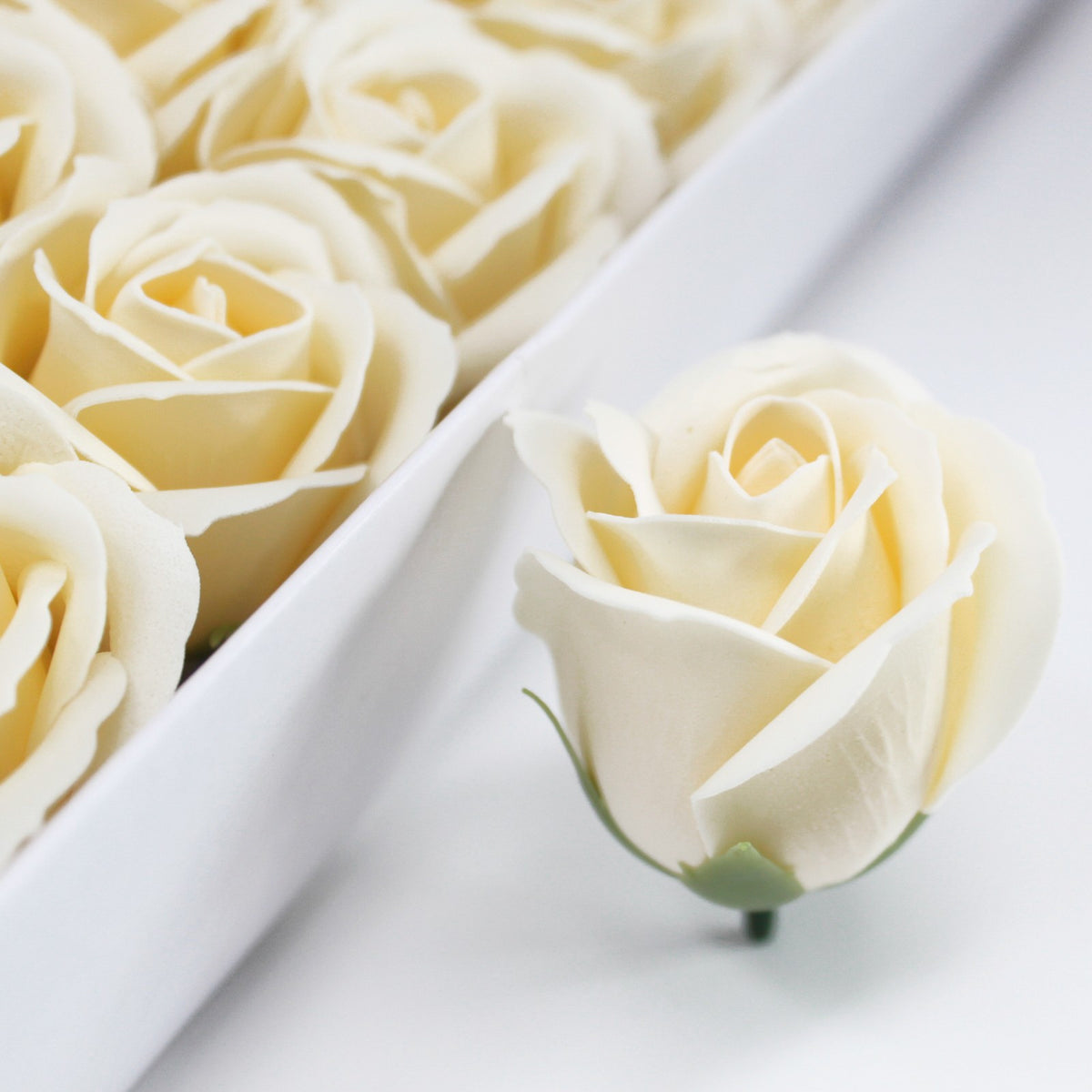 Rose Savon Ecru(petite)