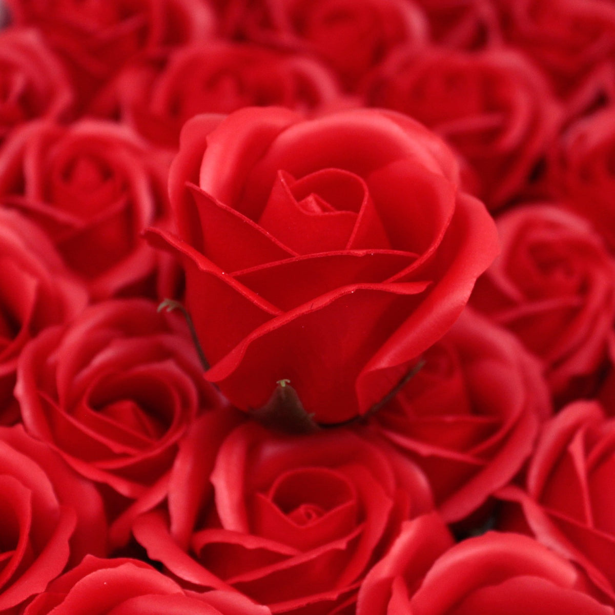 Rose Savon Rouge(petite)