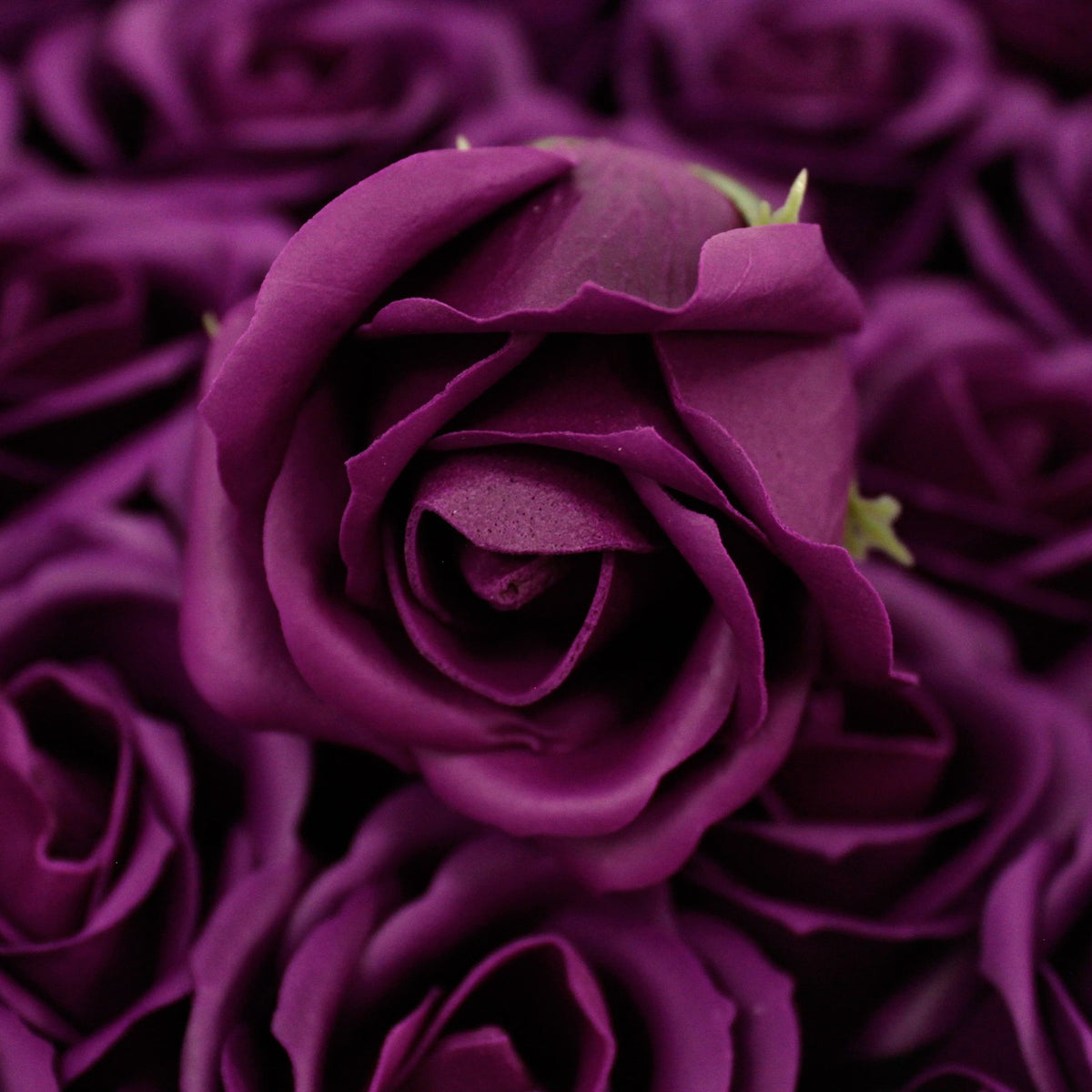 Rose Savon Aubergine(petite)